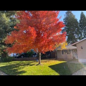 Meet your Posher, Ahmad